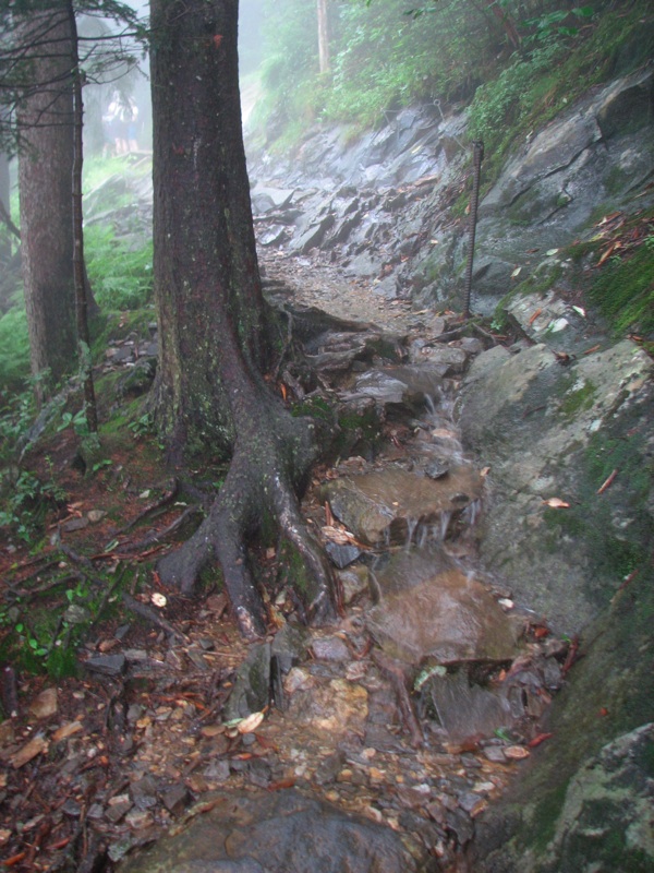 Misty Trail Stream