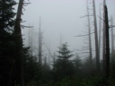 thumbnail of "Foggy Trees Off The Trail - 1"