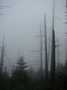 thumbnail of "Foggy Trees Off The Trail - 2"