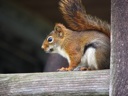 thumbnail of "LeConte Squirrel - 3"