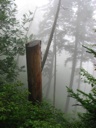 thumbnail of "Misty Rocks On Tree"