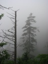 thumbnail of "Misty View From The Alum Cave Trail - 12"