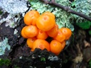 thumbnail of "Orange Fungus"