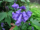 thumbnail of "Purple Flowers"