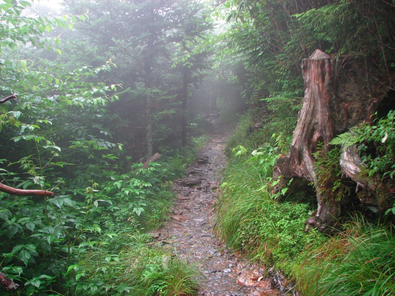 Misty Trail - 02
