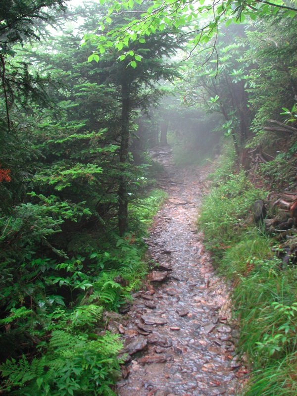 Misty Trail - 03
