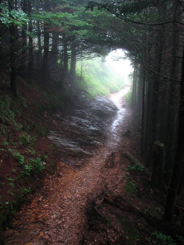 Misty Trail - 11
