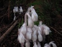thumbnail of "Indian Pipe"