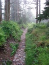 thumbnail of "Trail Back From Myrtle Point - 08"