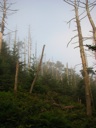 thumbnail of "Trees Along The Myrtle Point Trail - 4"