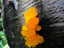 thumbnail of "Bright Orange Fungus"