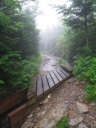 thumbnail of "Misty Post-Breakfast Trail - 31"