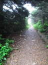 thumbnail of "Misty Post-Breakfast Trail - 33"