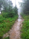 thumbnail of "Misty Post-Breakfast Trail - 92"