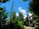 thumbnail of "Trees Along The Alum Cave Bluffs Trail - 6"