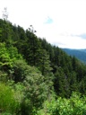 thumbnail of "Trees & Mountains Along The Alum Cave Bluffs Trail - 15"