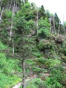 thumbnail of "Trees & Trail"