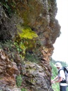 thumbnail of "Yellowish Green Mossy Rocks"