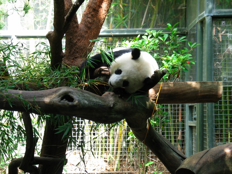Sleepy Pandas - 3
