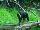 thumbnail of "Bearded Monkey"