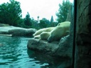 thumbnail of "Polar Bears"