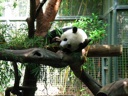 thumbnail of "Sleepy Pandas - 3"