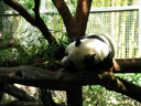 thumbnail of "Sleepy Pandas - 4"