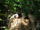thumbnail of "Sleepy Pandas - 5"