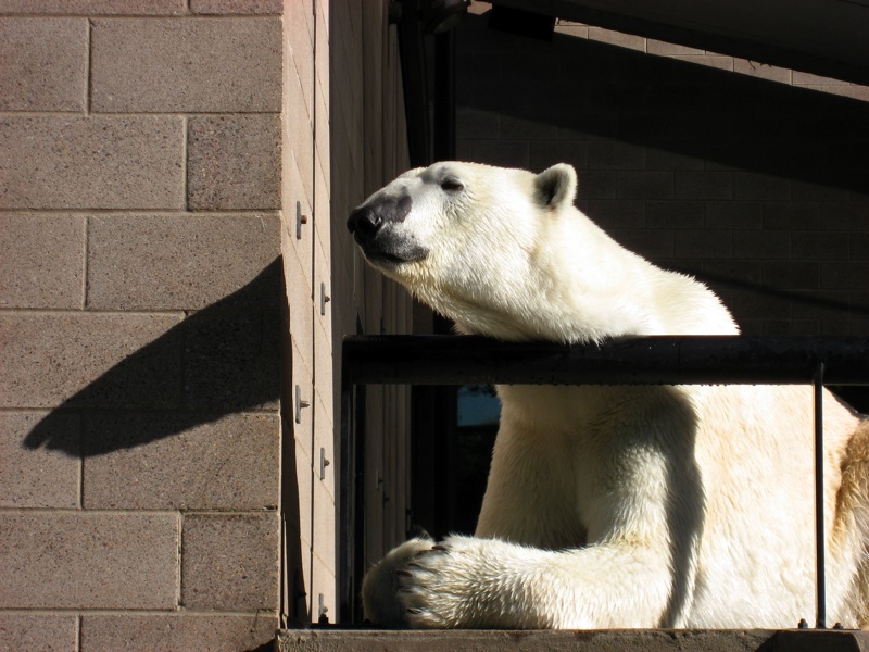 Polar Bear Railing - 4