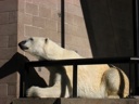 thumbnail of "Polar Bear Railing - 2"