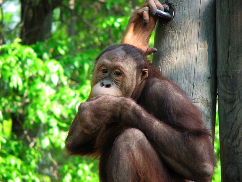 Orangutan - 2