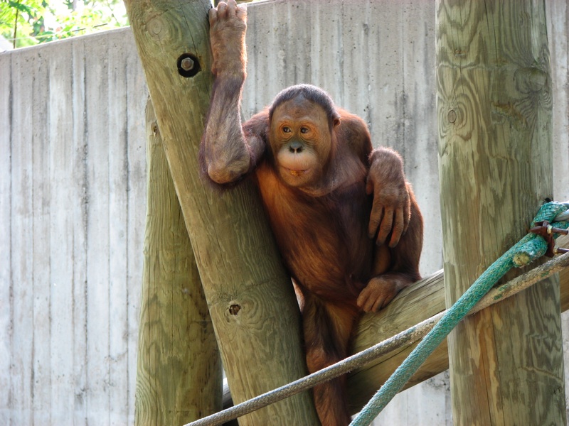 Orangutan - 4