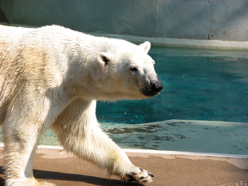 Polar Bears - 2