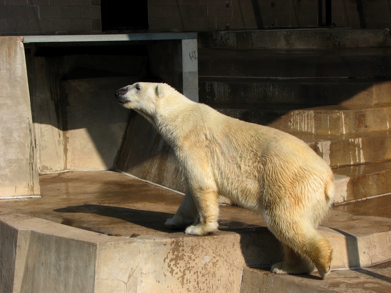 Polar Bears - 4