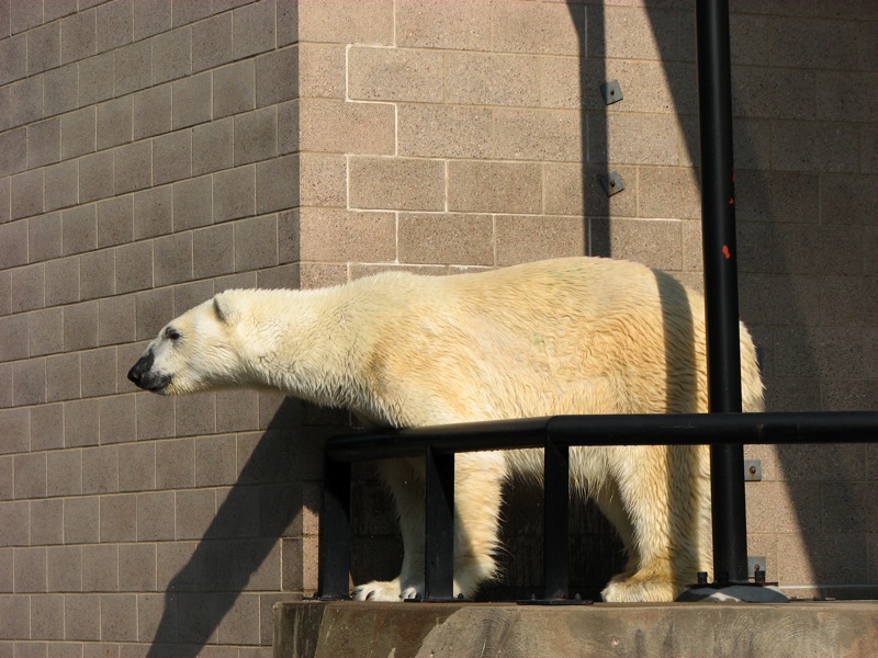 Polar Bears - 7