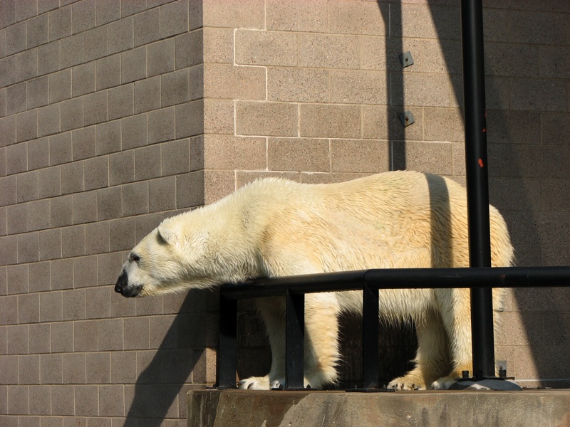 Polar Bears - 8