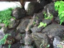 thumbnail of "Conservatory Waterfall - 1"