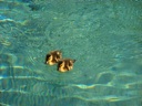 thumbnail of "Ducklings Approach - 1"