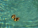 thumbnail of "Ducklings Approach - 2"
