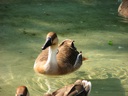 thumbnail of "Geese"