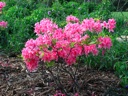 thumbnail of "Pink Flowers"