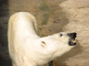 thumbnail of "Polar Bears - 1"