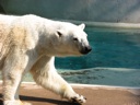 thumbnail of "Polar Bears - 2"