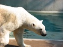 thumbnail of "Polar Bears - 3"