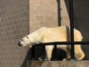 thumbnail of "Polar Bears - 6"