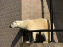 thumbnail of "Polar Bears - 7"