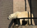 thumbnail of "Polar Bears - 8"
