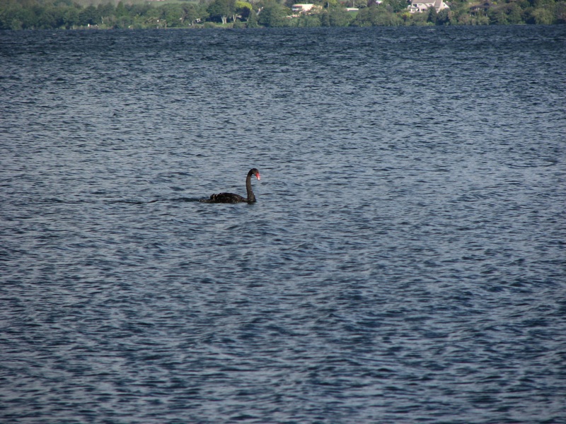 Black Swan On Lake Rotorua