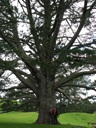 thumbnail of "Abby And Aaron At The Party Tree"
