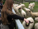thumbnail of "Abby Feeds Sheep "